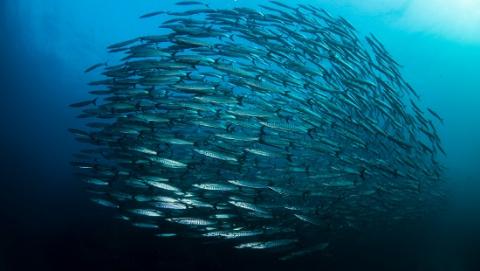 Rapport mondial sur les sciences océaniques Rapport mondial sur les sciences océaniques