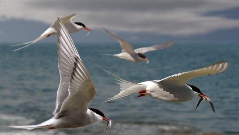 L'importance cruciale des apports en nutriments continentaux pour les écosystèmes marins arctiques