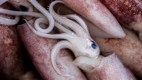 Pêche aux calmars dans le Pacifique Pêche aux calmars dans le Pacifique