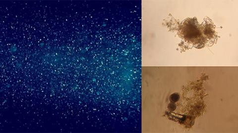 Océan profond : à la recherche des microbes vivant sur la neige marine Océan profond : à la recherche des microbes vivant sur la neige marine