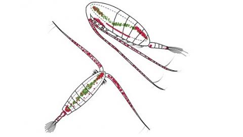 Jeune, actif et coloré : le zooplancton s’anime lorsque la banquise arctique fond au printemps