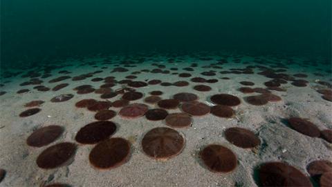 Effets de la stratification sur les sources, la qualité et la quantité de la matière organique dans l’archipel subarctique de Saint-Pierre-et-Miquelon