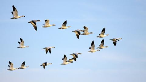 Des oiseaux migrateurs pour détecter des cyclones