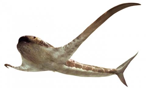 Requin ailé
