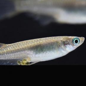 petits poissons