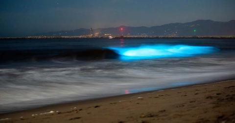 bioluminescence