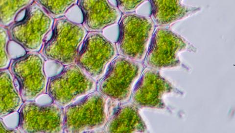phytoplancton