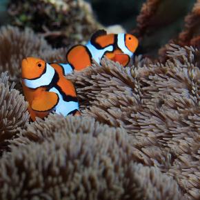 Nemo