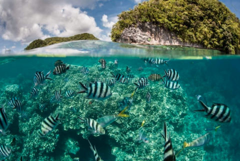 poissons Guadeloupe