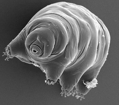 tardigrade