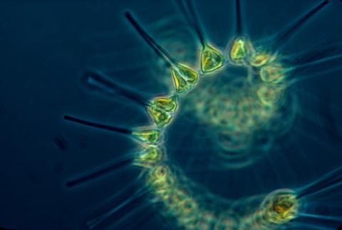 Phytoplancton-Marine-Vallet